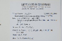 膜葉星蕨藏品圖，第2張