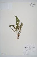 韓氏耳蕨藏品圖，第1張