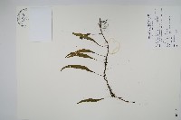 骨牌蕨藏品圖，第1張