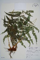 斜方複葉耳蕨藏品圖，第1張