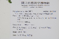 斜方複葉耳蕨藏品圖，第2張