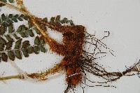 斜方複葉耳蕨藏品圖，第3張