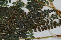 斜方複葉耳蕨藏品圖，第4張