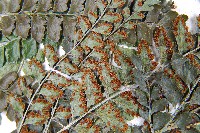 斜方複葉耳蕨藏品圖，第5張