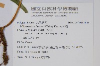 大星蕨藏品圖，第2張