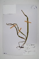 長柄劍蕨藏品圖，第1張