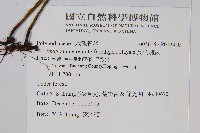 長柄劍蕨藏品圖，第2張