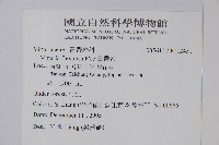 書帶蕨藏品圖，第2張