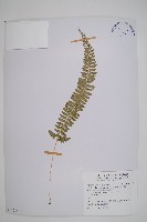 韓氏耳蕨藏品圖，第1張