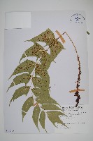 細齒貫眾蕨藏品圖，第1張