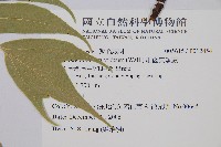 細齒貫眾蕨藏品圖，第2張