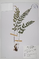 鱗柄鐵角蕨藏品圖，第1張