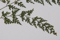 鱗柄鐵角蕨藏品圖，第3張