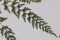 鱗柄鐵角蕨藏品圖，第4張