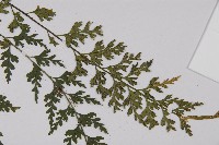 鱗柄鐵角蕨藏品圖，第5張