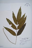 細柄雙蓋蕨藏品圖，第1張