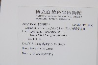 細柄雙蓋蕨藏品圖，第2張