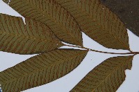 細柄雙蓋蕨藏品圖，第3張