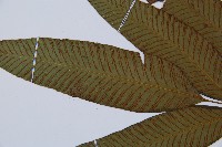 細柄雙蓋蕨藏品圖，第4張