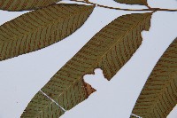 細柄雙蓋蕨藏品圖，第5張