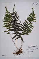 虎克氏鱗蓋蕨藏品圖，第1張