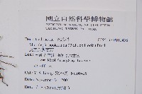 虎克氏鱗蓋蕨藏品圖，第2張