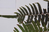 虎克氏鱗蓋蕨藏品圖，第4張