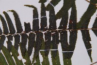 虎克氏鱗蓋蕨藏品圖，第5張