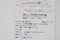 海岸星蕨藏品圖，第2張