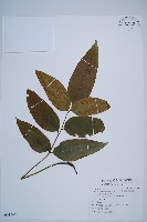 細柄雙蓋蕨藏品圖，第1張