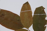 細柄雙蓋蕨藏品圖，第5張