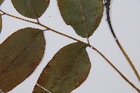 細柄雙蓋蕨藏品圖，第6張