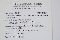 單葉雙蓋蕨藏品圖，第2張