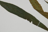 單葉雙蓋蕨藏品圖，第3張