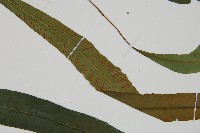 單葉雙蓋蕨藏品圖，第4張