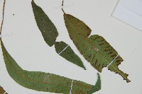 單葉雙蓋蕨藏品圖，第5張