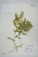 全緣卷柏藏品圖，第1張