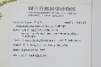 全緣卷柏藏品圖，第2張