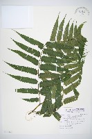 廣葉鋸齒雙蓋蕨藏品圖，第1張