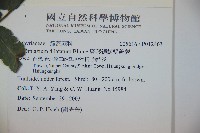 廣葉鋸齒雙蓋蕨藏品圖，第2張