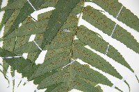 廣葉鋸齒雙蓋蕨藏品圖，第3張