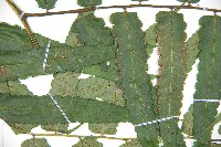 廣葉鋸齒雙蓋蕨藏品圖，第4張