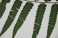 廣葉鋸齒雙蓋蕨藏品圖，第5張