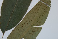 細柄雙蓋蕨藏品圖，第3張