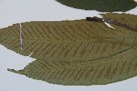 細柄雙蓋蕨藏品圖，第4張