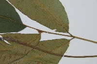 細柄雙蓋蕨藏品圖，第5張