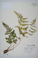 長葉鱗毛蕨藏品圖，第1張