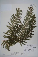 臺灣桫欏藏品圖，第1張