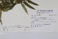 臺灣桫欏藏品圖，第2張