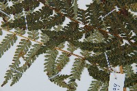 臺灣桫欏藏品圖，第4張